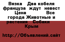  Вязка ! Два кобеля француза ,ждут  невест.. › Цена ­ 11 000 - Все города Животные и растения » Собаки   . Крым